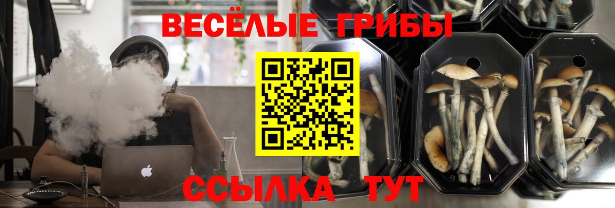 Ржев  Галлюциногенные грибы прущие грибы  Вход с VPN 